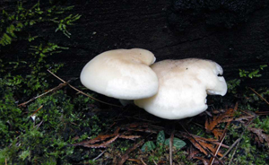 The base of these cespitose stalks have a furry coating. L. decastes.